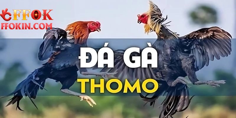 Trải Nghiệm Đá Gà Thomo Cực Đã Tại Nhà Cái FFOK Uy Tín